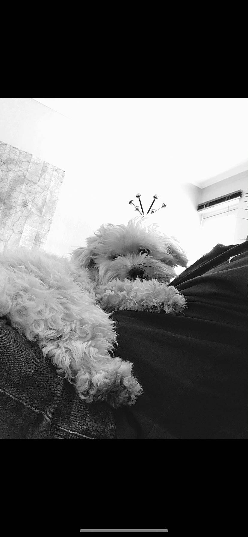 Lemon a rejoint le concours — aidez-le/la à gagner de superbes lots ! black_and_white, canidae, carnivore, cloud, companion_dog, dog, dog_breed, feather, font, fur, grey, monochrome, monochrome_photography, room, sky, snout, sporting_group, stock_photography, style, toy_dog