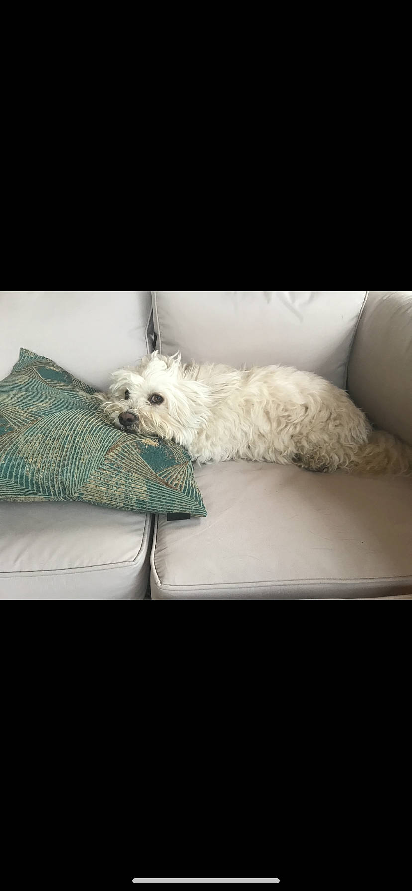 Lemon participe au concours pour gagner de l'argent avec cette photo : carnivore, comfort, companion_dog, couch, dog, dog_breed, dog_collar, dog_supply, furniture, linens, mammal, pet_supply, pillow, rectangle, small_terrier, terrier, throw_pillow, toy_dog, vertebrate, working_animal