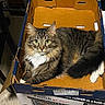 Gumbo joined the competition — help win amazing prizes! animal, appliance_box, box, cardboard_box, cat, curious, feline, floor, fluffy, fur, green_eyes, home, indoor, looking_at_camera, paws, pet, relaxed, sitting, tabby_cat, whiskers