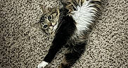 Gumbo is registered to the contest to win money with this photo: animal, carpet, cat, claws, curious, cute, domestic_cat, fluffy, fur, indoor, pet, playful, plush_turtle, relaxed, resting, stretching, tabby, toy, whiskers, white_paws