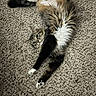 animal, carpet, cat, claws, curious, cute, domestic_cat, fluffy, fur, indoor, pet, playful, plush_turtle, relaxed, resting, stretching, tabby, toy, whiskers, white_paws