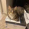 Gumbo joined the competition — help win amazing prizes! animal, box, cardboard, carpet, cat, curious, cute, domestic, feline, floor, fur, home, indoor, looking, mammal, pet, relaxed, resting, tabby_cat, whiskers