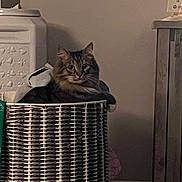 Gumbo is registered to the contest to win money with this photo: animal, basket, brown, cabinet, cat, cozy, curious, domestic, feline, furniture, gray, home, indoor, laundry_basket, looking, pet, resting, soft, tabby, wicker