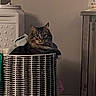 animal, basket, brown, cabinet, cat, cozy, curious, domestic, feline, furniture, gray, home, indoor, laundry_basket, looking, pet, resting, soft, tabby, wicker
