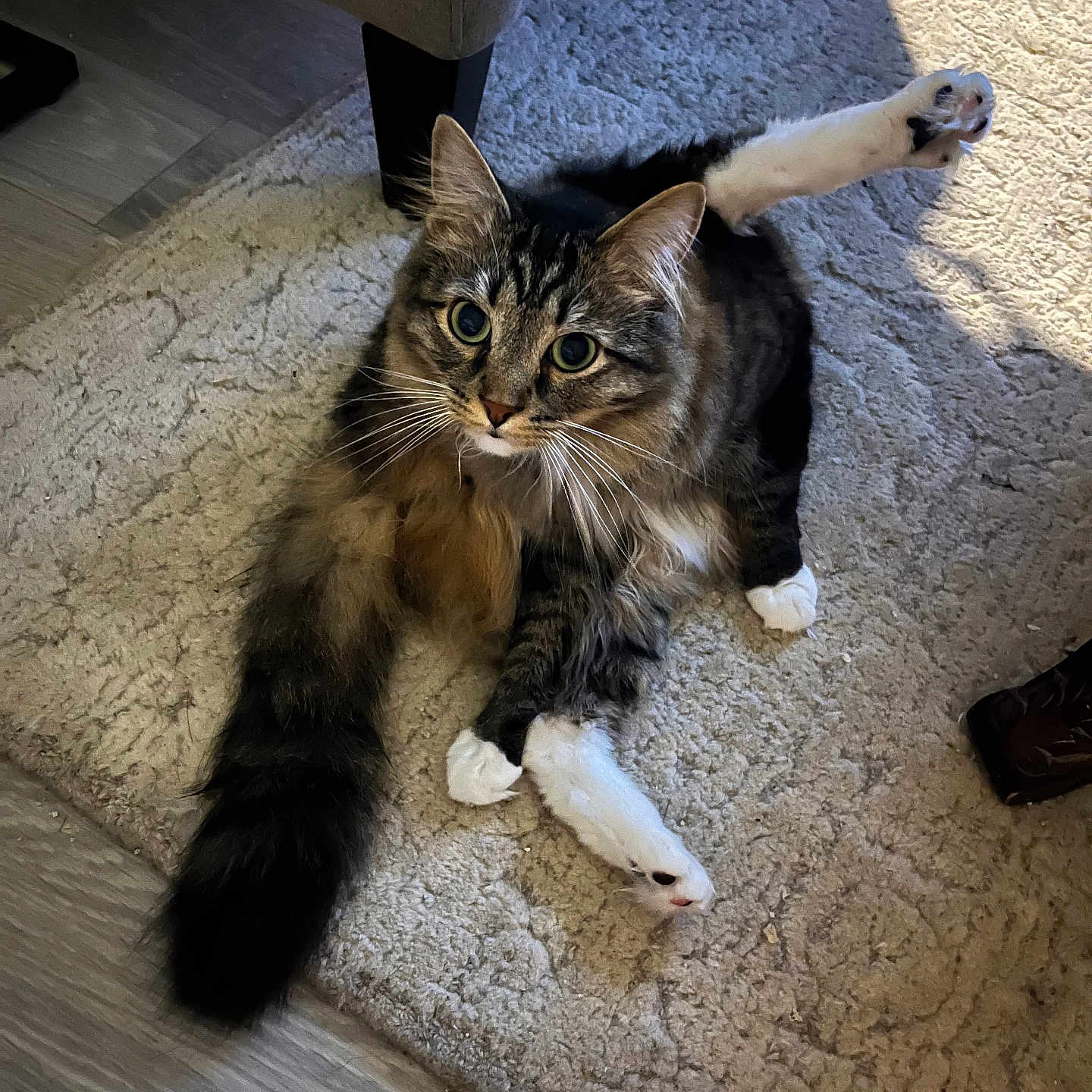 Gumbo is registered to the contest to win money with this photo: animal, carpet, cat, cozy, curious_eyes, cute, fluffy, furniture_leg, home, indoor, long_tail, natural_light, pet, playful, relaxed, stretching, tabby, white_paws, wide_eyes, wood_floor