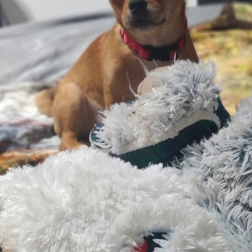 Hazel is registered to the contest to win money with this photo: dog, puppy, small_dog, brown_fur, pointed_ears, red_collar, stuffed_animal, plush_toy, toy, bed, blanket, indoors, home, portrait, sitting, looking_at_camera, pet, cute, fluffy, vertical_photo