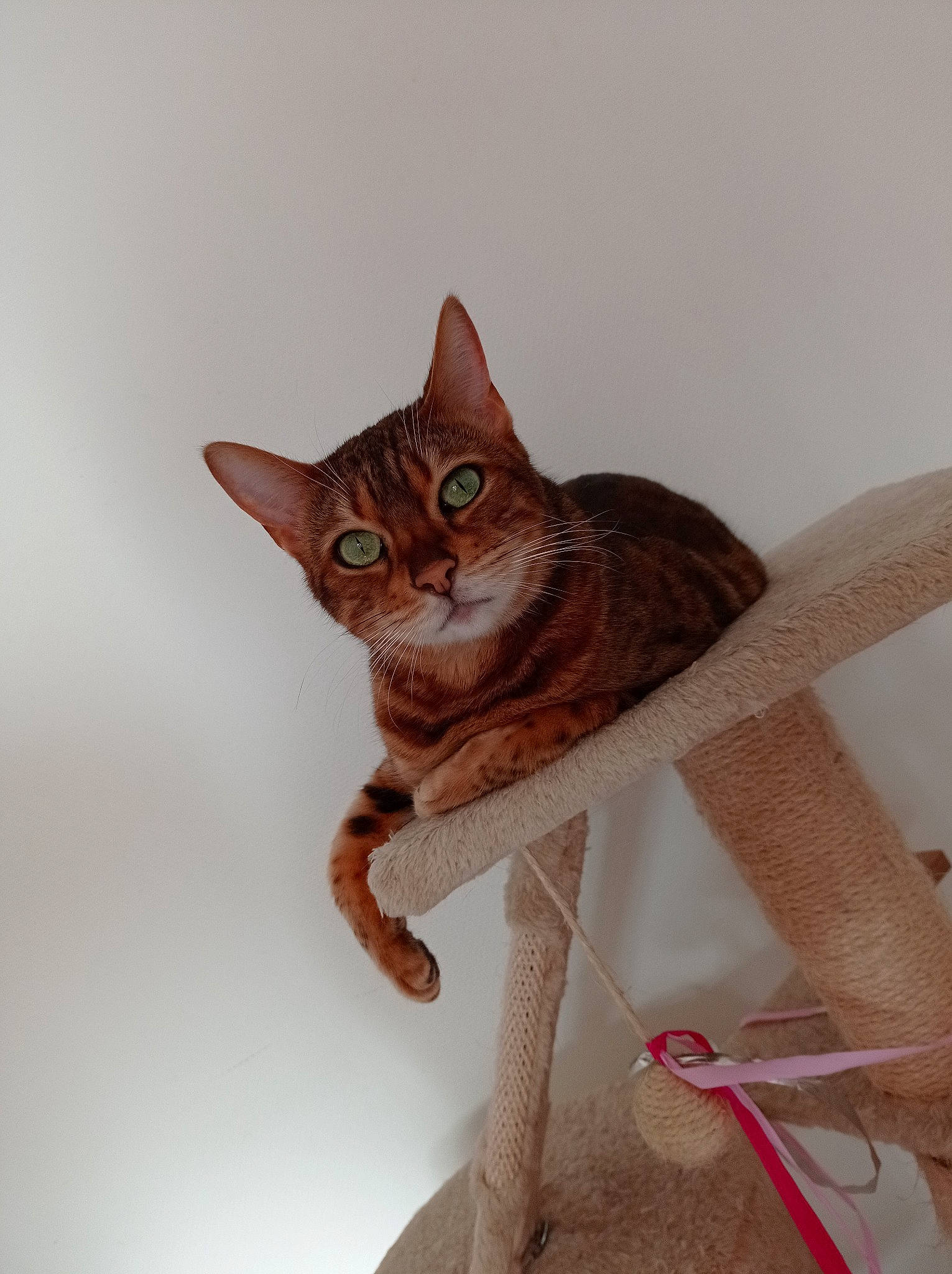 Oana participe au concours pour gagner de l'argent avec cette photo : brown, carnivore, cat, cat_supply, collar, comfort, domestic_short_haired_cat, fashion_accessory, fawn, felidae, fur, peach, pet_supply, sitting, small_to_medium_sized_cats, tail, terrestrial_animal, whiskers, window, wood