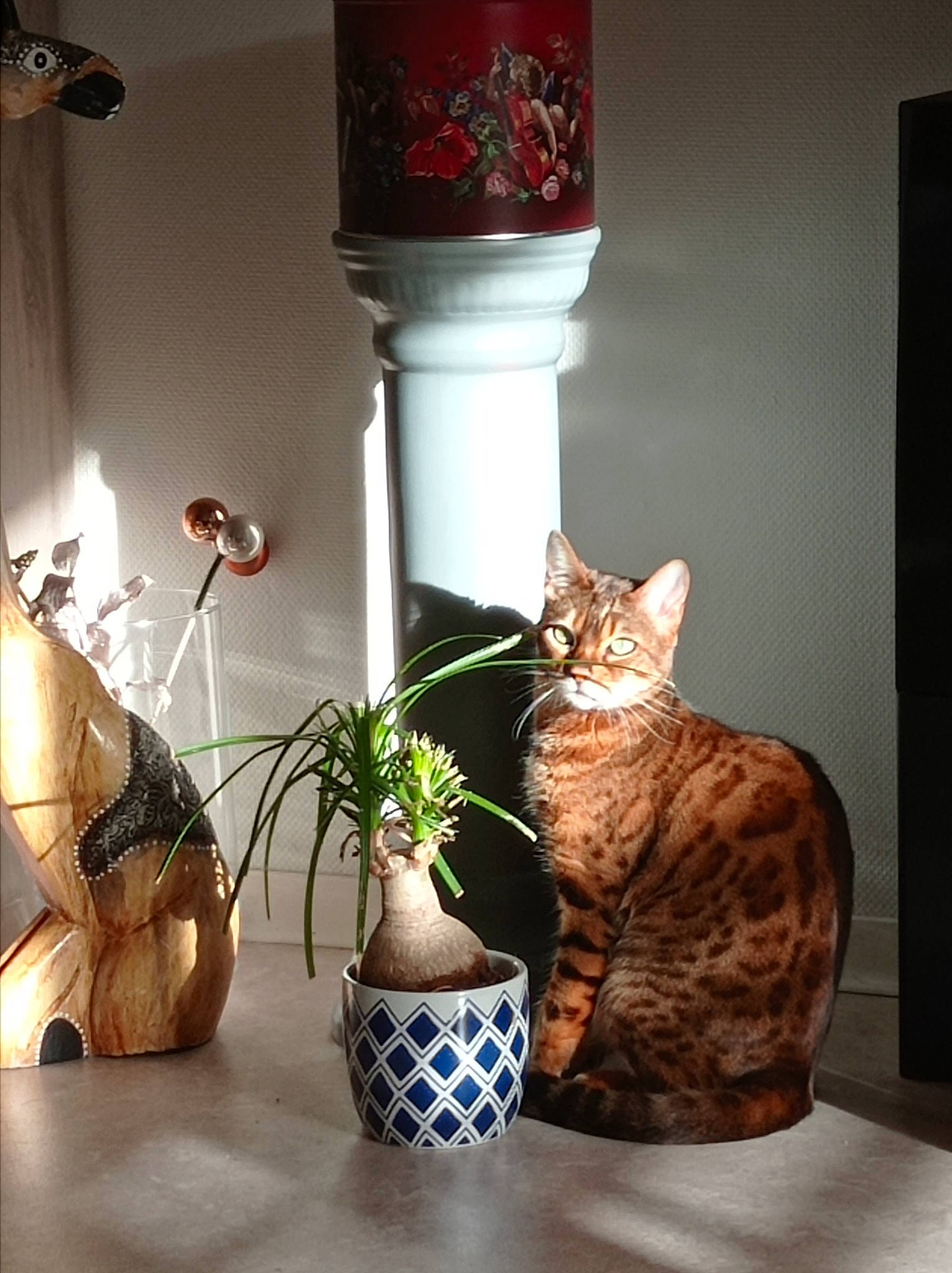 Oana participe au concours pour gagner de l'argent avec cette photo : artifact, brown, carnivore, cat, ceramic, felidae, flowerpot, houseplant, interior_design, light, plant, porcelain, serveware, shelving, small_to_medium_sized_cats, vase, whiskers, white, window, wood