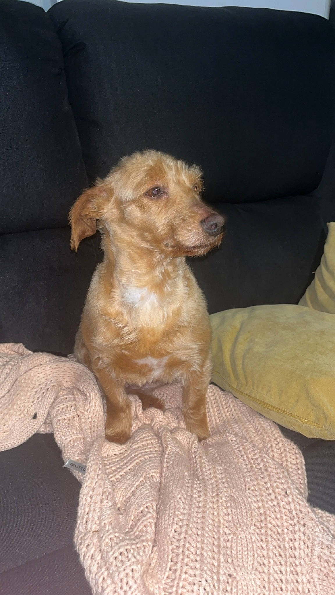 Lady a rejoint le concours — aidez-le/la à gagner de superbes lots ! canidae, carnivore, comfort, companion_dog, dog, dog_breed, dog_supply, fawn, fur, liver, pet_supply, sleeper_chair, snout, sporting_group, terrestrial_animal, toy, toy_dog, wood, working_animal