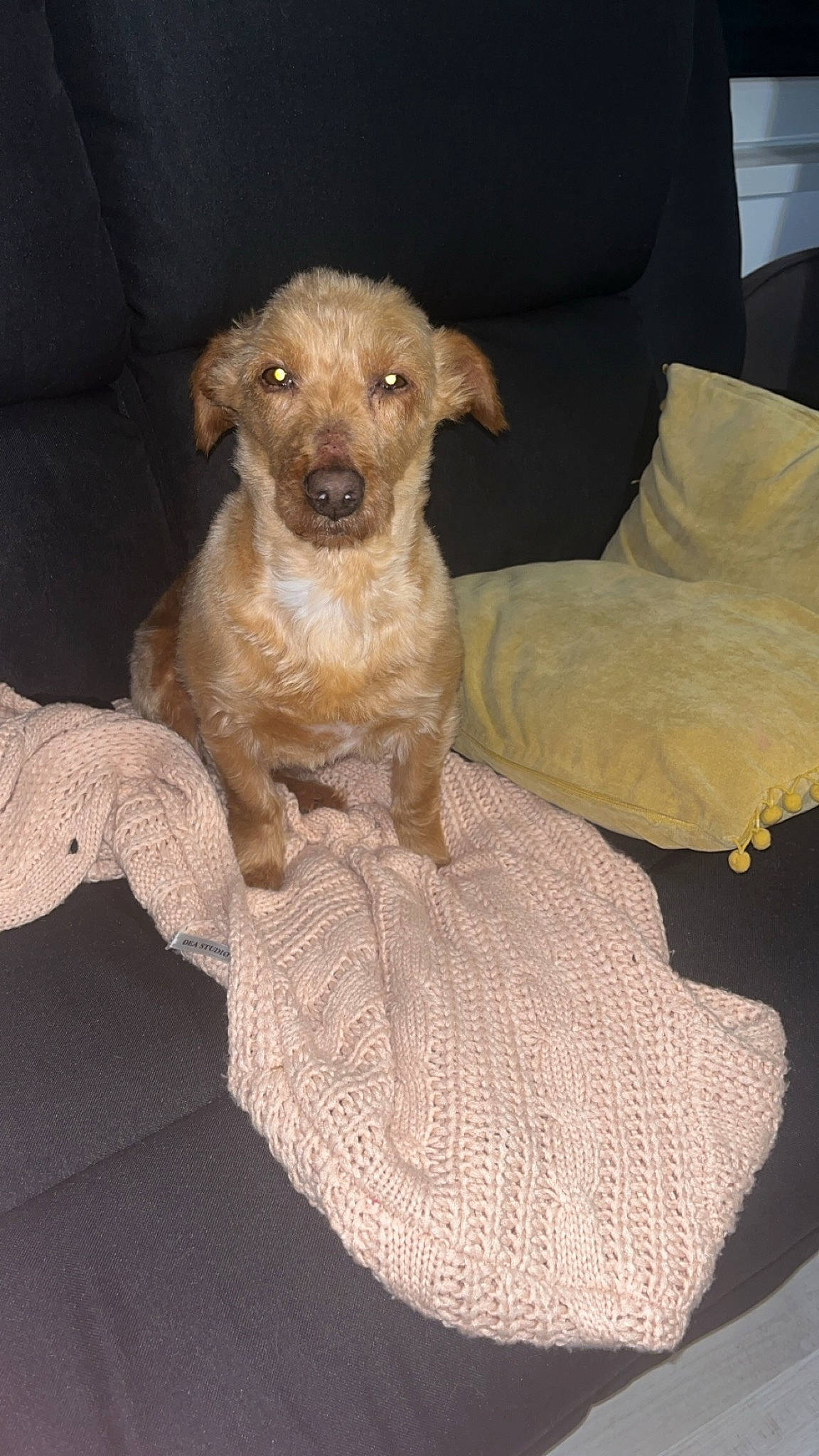 Lady participe au concours pour gagner de l'argent avec cette photo : canidae, carnivore, chair, comfort, companion_dog, couch, dog, dog_breed, dog_supply, fawn, fur, paw, pet_supply, puppy, snout, sporting_group, tail, terrestrial_animal, toy_dog, working_animal