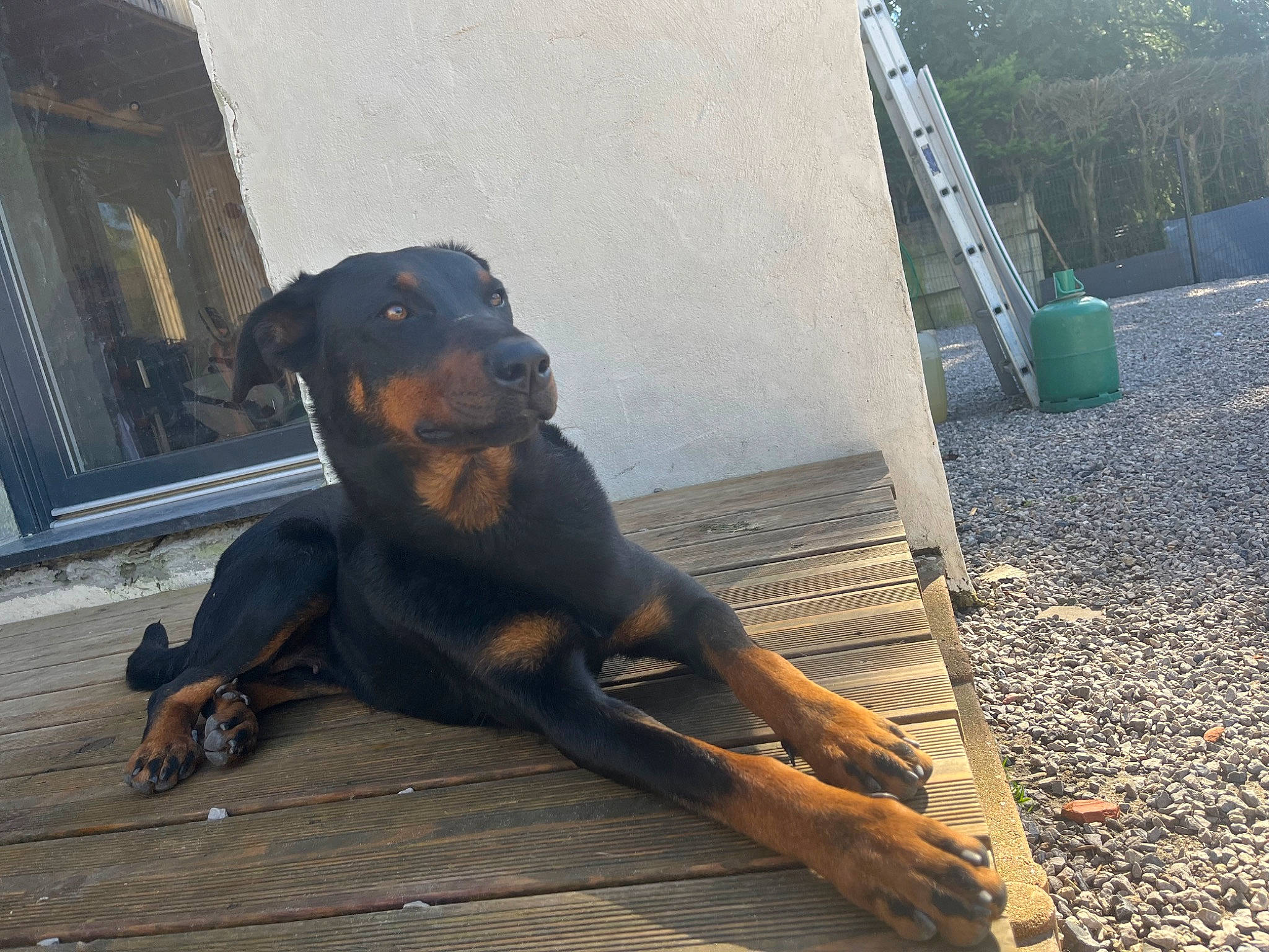 Tayka a rejoint le concours — aidez-le/la à gagner de superbes lots ! art, canidae, carnivore, companion_dog, dobermann, dog, dog_breed, fawn, guard_dog, liver, metal, montenegrin_mountain_hound, snout, soil, sporting_group, tail, terrestrial_animal, wood, working_animal, working_dog