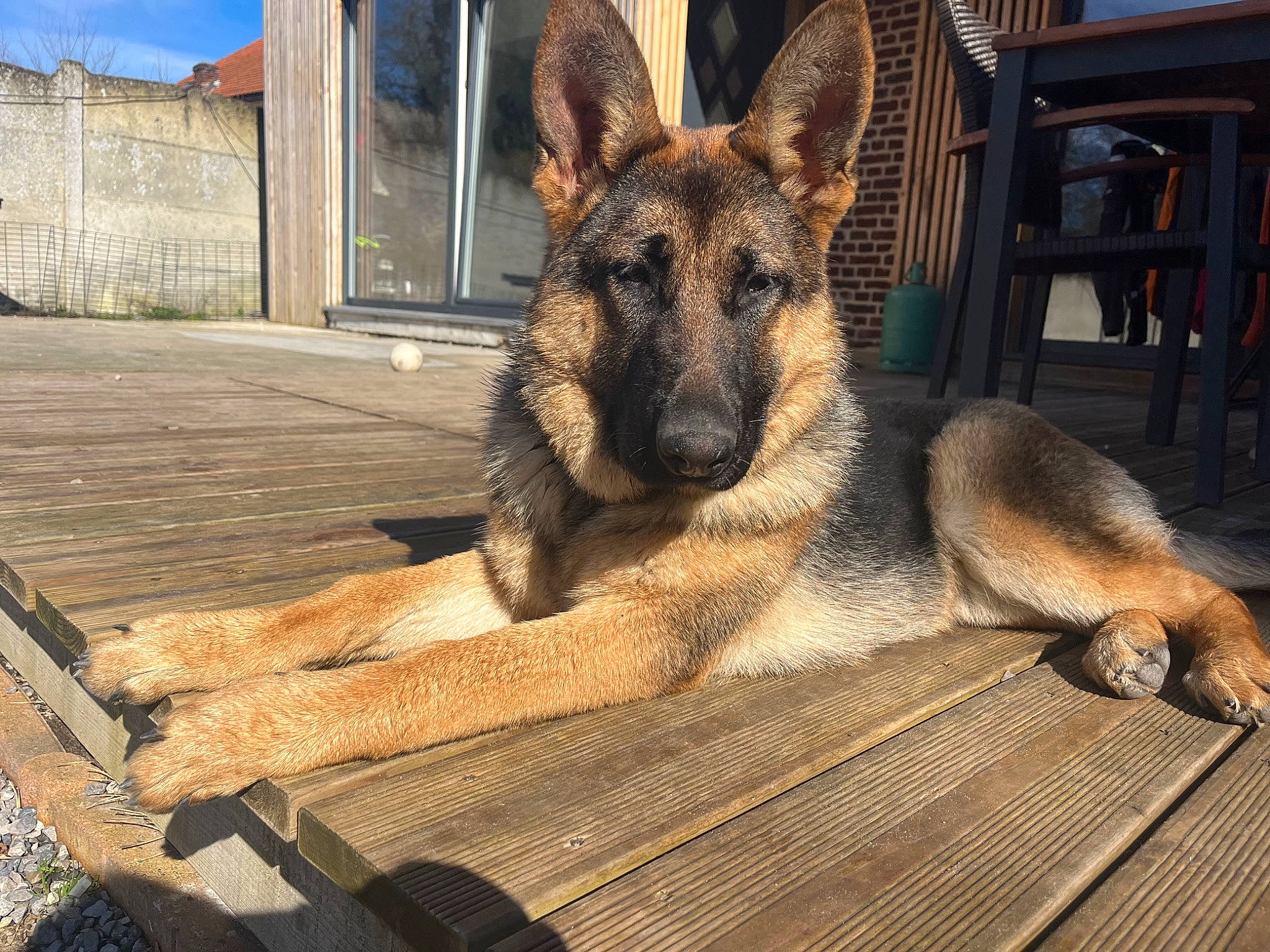 Tess a rejoint le concours — aidez-le/la à gagner de superbes lots ! belgian_shepherd_malinois, canidae, carnivore, chair, dog, dog_breed, east_european_shepherd, fawn, fur, german_shepherd_dog, king_shepherd, old_german_shepherd_dog, paw, snout, sporting_group, terrestrial_animal, wildlife, wood, working_animal, working_dog