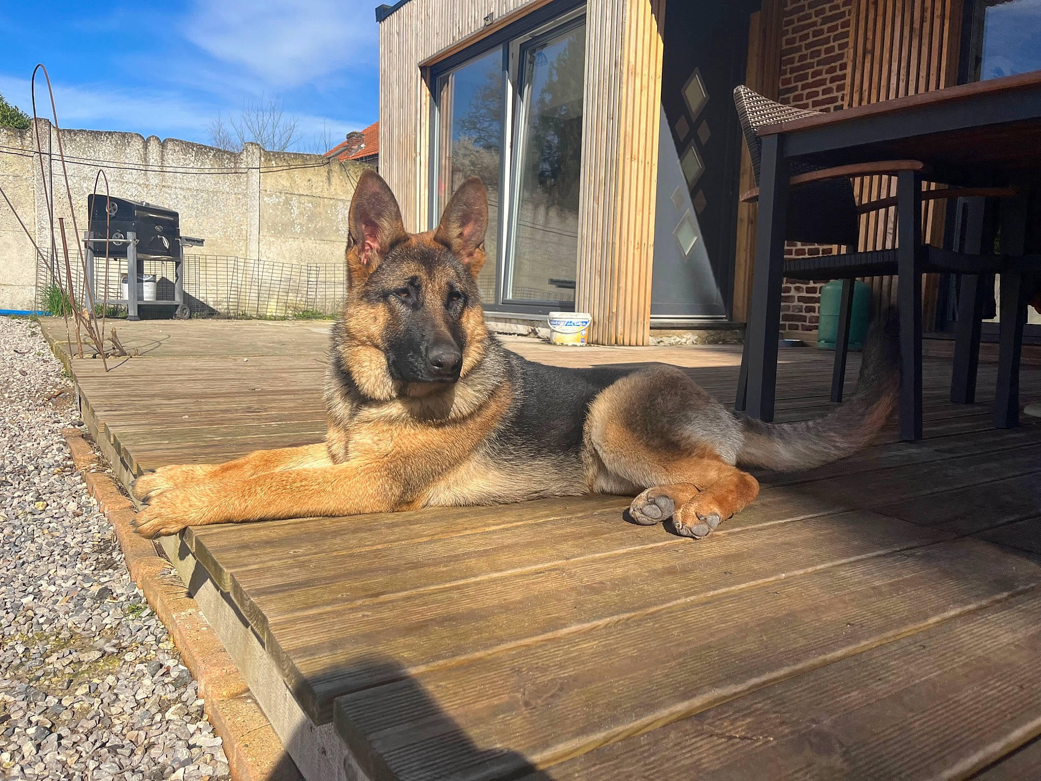 Tess participe au concours pour gagner de l'argent avec cette photo : building, carnivore, cloud, dog, dog_breed, fawn, flooring, german_shepherd_dog, hardwood, herding_dog, king_shepherd, old_german_shepherd_dog, road_surface, sky, snout, terrestrial_animal, tower, wildlife, window, wood