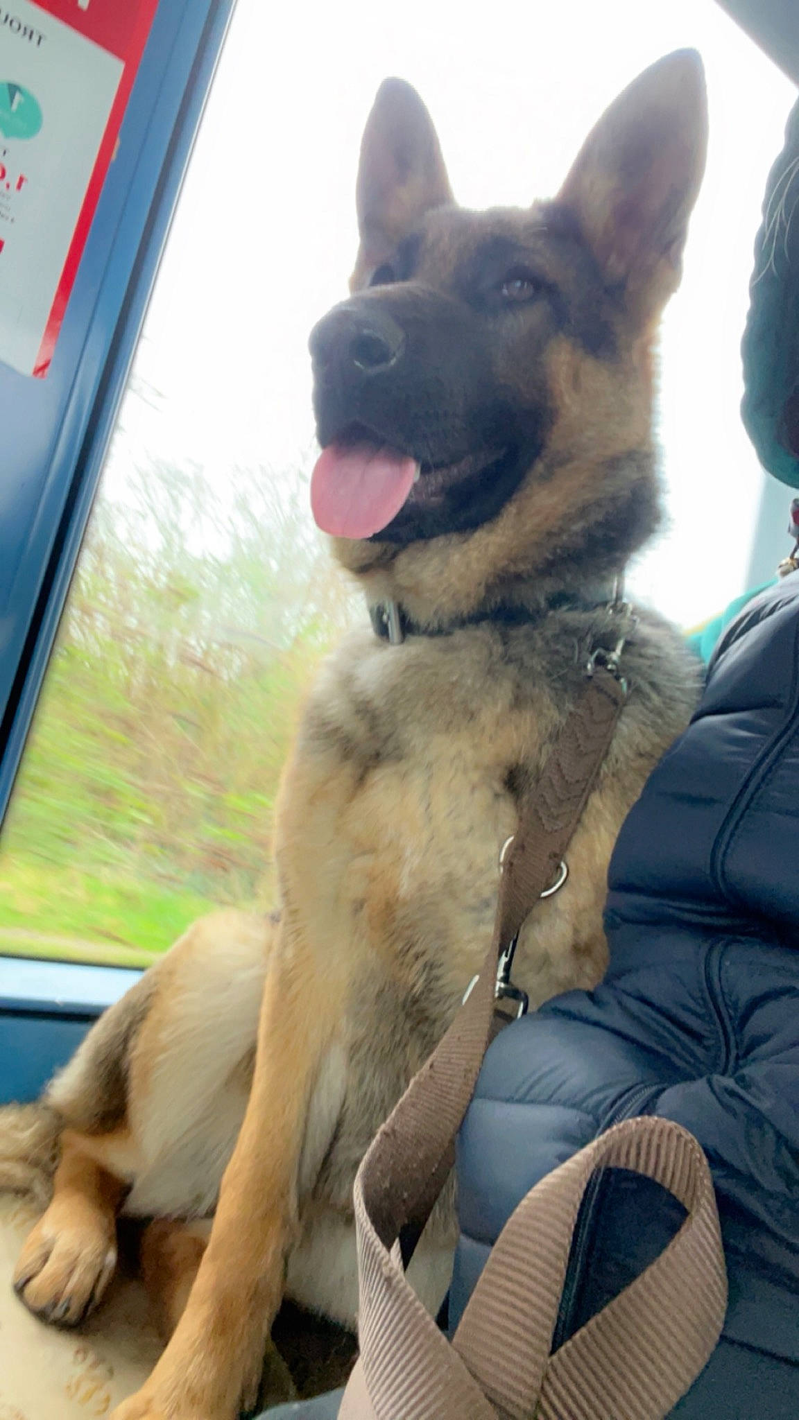 Tess a rejoint le concours — aidez-le/la à gagner de superbes lots ! canidae, carnivore, collar, companion_dog, dog, dog_breed, dog_collar, east_european_shepherd, fawn, fur, german_shepherd_dog, gesture, giant_dog_breed, herding_dog, sky, snout, sporting_group, whiskers, working_animal, working_dog