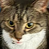 animal, blurred, cat, close_up, collar, curious, cute, domestic, ears, face, feline, fur, indoor, mammal, pet, portrait, tabby, whiskers, white_chest, yellow_eyes