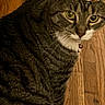 Tara joined the competition — help win amazing prizes! animal, cat, collar, crown, crowned_cat, feline, funny, green_eyes, indoor, looking_at_camera, pet, portrait, royal, sitting, striped_fur, tabby_cat, whiskers, white_chest, white_paw, wooden_floor