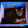 Tara is registered to the contest to win money with this photo: animal, blue, box, brown, cardboard_box, cat, cozy, curious, cute, feline, indoor, looking_up, pet, red, resting, sitting, striped_fur, tabby_cat, variety_pack, white