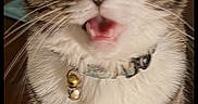 Tara joined the competition — help win amazing prizes! animal, bells, cat, close_up, collar, curious, domestic_cat, expressive, face, feline, fur_pattern, indoor, mouth_open, pet, portrait, sitting, tabby, whiskers, white_fur, wide_eyes