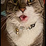animal, bells, cat, close_up, collar, curious, domestic_cat, expressive, face, feline, fur_pattern, indoor, mouth_open, pet, portrait, sitting, tabby, whiskers, white_fur, wide_eyes