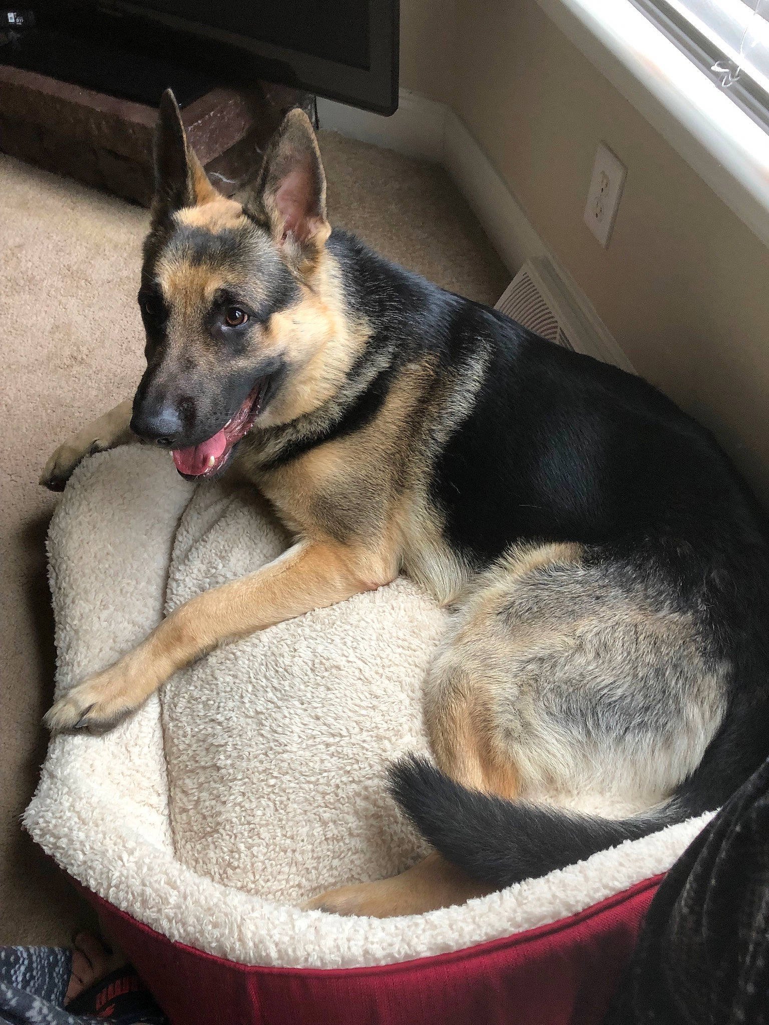 Duke is registered to the contest to win money with this photo: belgian_shepherd_malinois, canidae, carnivore, dog, dog_breed, ear, east_european_shepherd, fawn, german_shepherd_dog, king_shepherd, kunming_wolfdog, mammal, norwegian_elkhound, old_german_shepherd_dog, shiloh_shepherd_dog, snout, vertebrate, working_dog