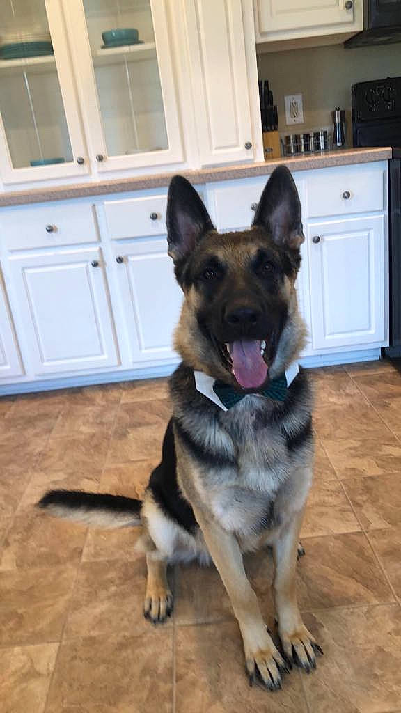 Duke is registered to the contest to win money with this photo: belgian_shepherd_malinois, canidae, carnivore, dog, dog_breed, ear, east_european_shepherd, fawn, german_shepherd_dog, king_shepherd, kunming_wolfdog, mammal, norwegian_elkhound, old_german_shepherd_dog, rare_breed_dog, shiloh_shepherd_dog, snout, vertebrate, working_dog