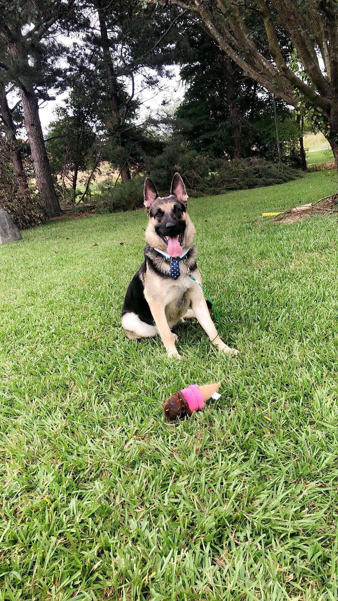 Duke is registered to the contest to win money with this photo: australian_kelpie, canidae, carnivore, companion_dog, dog, dog_breed, east_european_shepherd, german_shepherd_dog, grass, lawn, mammal, obedience_training, plant, rare_breed_dog, shiloh_shepherd_dog, tree, vertebrate, working_dog