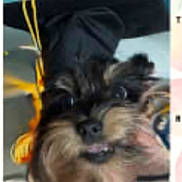 Luigi joined the competition — help win amazing prizes! animal, black_background, black_fur, brown_fur, casual_photo, close_up, dog, eyes, face, fur, indoors, long_hair, mouth, nose, pet, phone_screenshot, portrait, scruffy_dog, small_dog, text