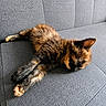 cat, tortoiseshell_cat, pet, feline, sleeping, lying_down, relaxed, fluffy, fur, whiskers, ears, paws, tail, animal, sofa, couch, indoor, home, cozy, portrait