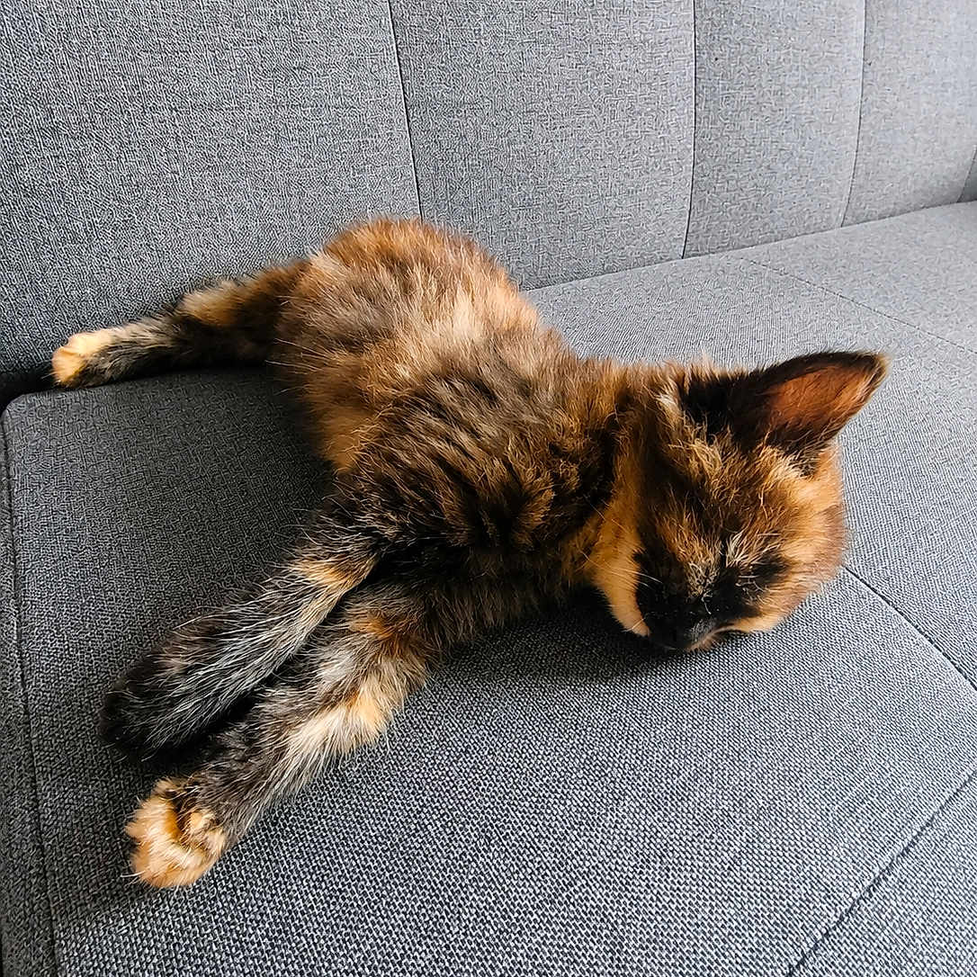 Bayla a rejoint le concours — aidez-le/la à gagner de superbes lots ! cat, tortoiseshell_cat, pet, feline, sleeping, lying_down, relaxed, fluffy, fur, whiskers, ears, paws, tail, animal, sofa, couch, indoor, home, cozy, portrait