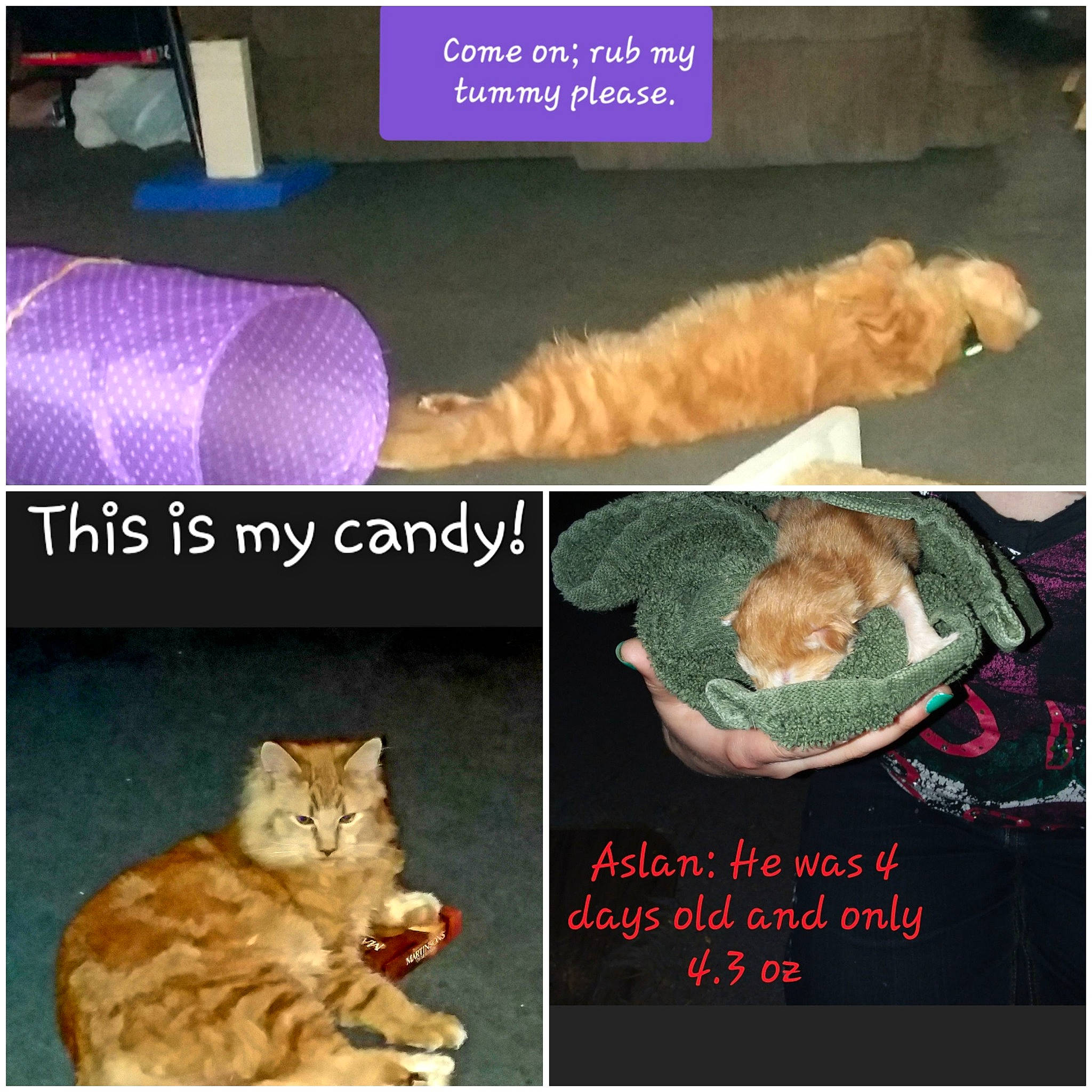 Aslan is registered to the contest to win money with this photo: carnivore, cat, cat_supply, collage, comfort, felidae, font, fur, organism, paw, photo_caption, screenshot, small_to_medium_sized_cats, tail, whiskers