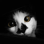 Zack participe au concours pour gagner de l'argent avec cette photo : animal, black, black_and_white, cat, close_up, curious, cute, dark_background, eyes, face, feline, indoor, mystery, pet, portrait, shadow, soft_fur, whiskers, white