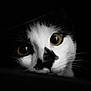 animal, black, black_and_white, cat, close_up, curious, cute, dark_background, eyes, face, feline, indoor, mystery, pet, portrait, shadow, soft_fur, whiskers, white