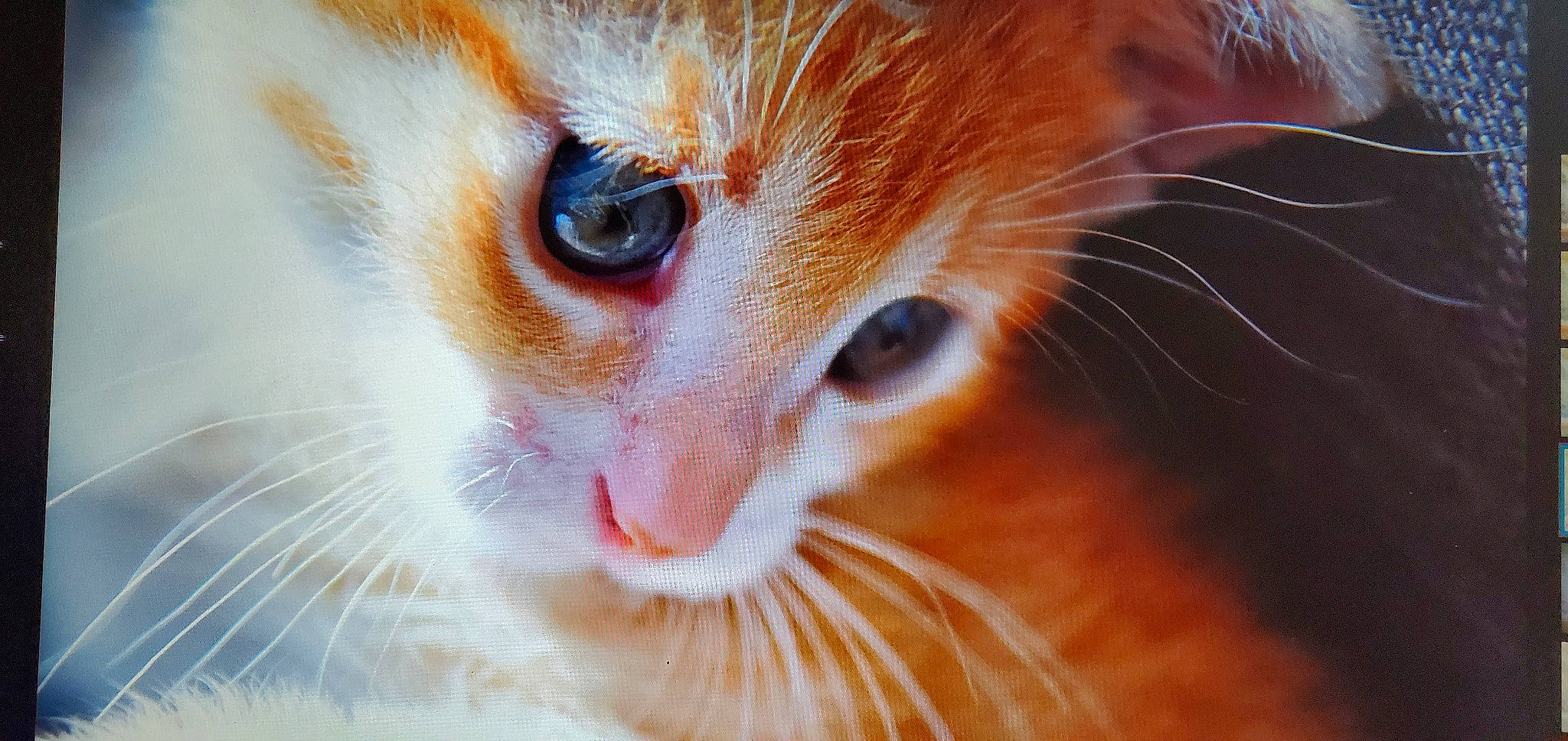 Rubie a rejoint le concours — aidez-le/la à gagner de superbes lots ! carnivore, cat, close_up, domestic_short_haired_cat, ear, eye, eyelash, fawn, felidae, fur, hair, head, iris, macro_photography, nose, peach, small_to_medium_sized_cats, snout, whiskers