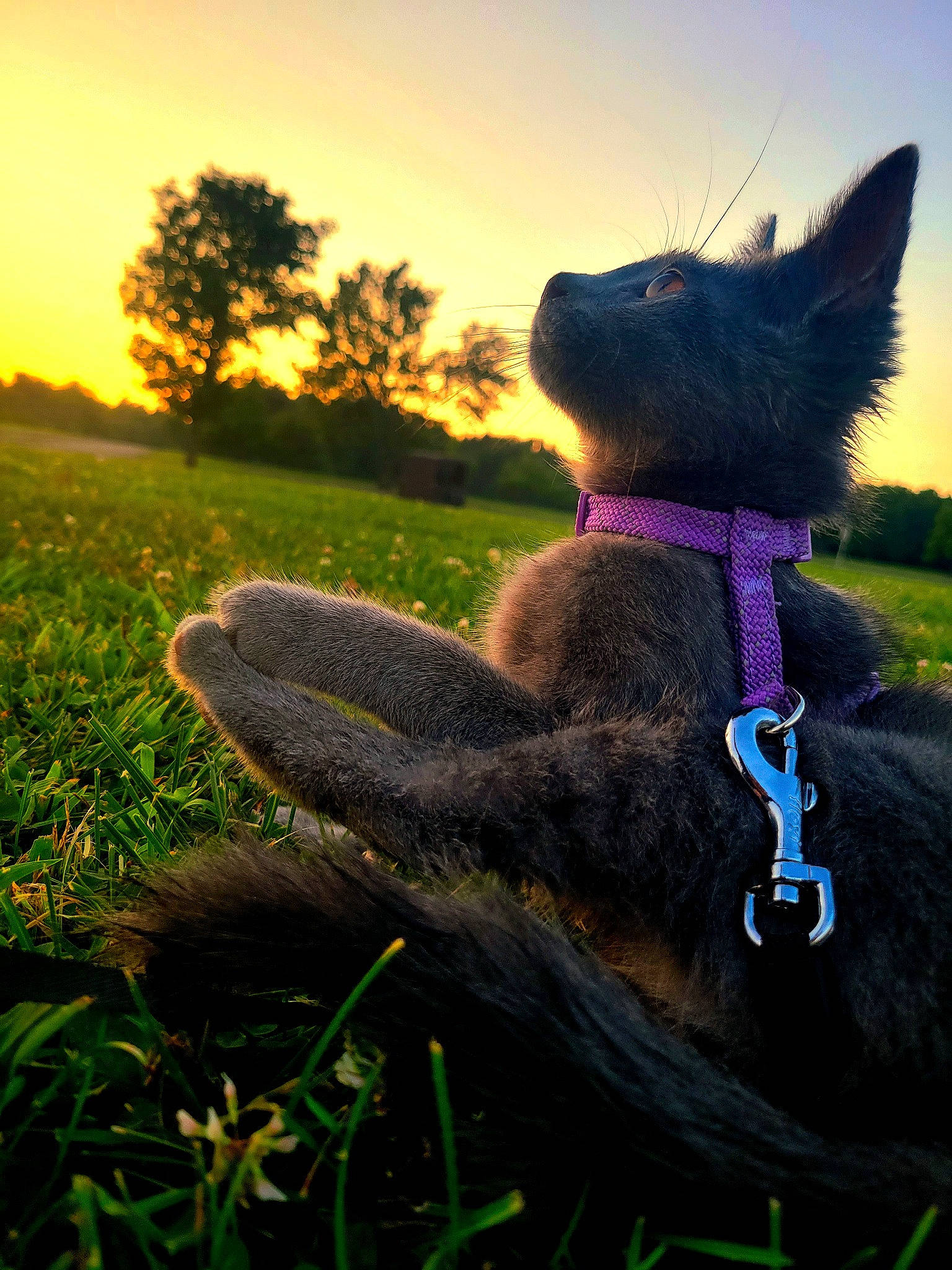 Buttons is registered to the contest to win money with this photo: carnivore, cat, electric_blue, fawn, felidae, grass, grassland, happy, human_leg, landscape, lawn, light, people_in_nature, plant, sky, small_to_medium_sized_cats, sunlight, tail, tree, whiskers