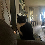 Titty joined the competition — help win amazing prizes! animal, black_and_white_cat, cat, chair, couch, cozy, curtains, dim_lighting, domestic, floor_lamp, furniture, home, indoor, living_room, pet, shadow, sitting, unimpressed, wall_decor, window