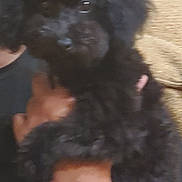 Blessing is registered to the contest to win money with this photo: dog, poodle, black_dog, pink_bows, pet, animal, curly_fur, person_holding, watch, smartwatch, wrist, indoor, closeup, furry, cute, companion, friendship, domestic_animal, hand, accessory
