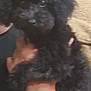dog, poodle, black_dog, pink_bows, pet, animal, curly_fur, person_holding, watch, smartwatch, wrist, indoor, closeup, furry, cute, companion, friendship, domestic_animal, hand, accessory