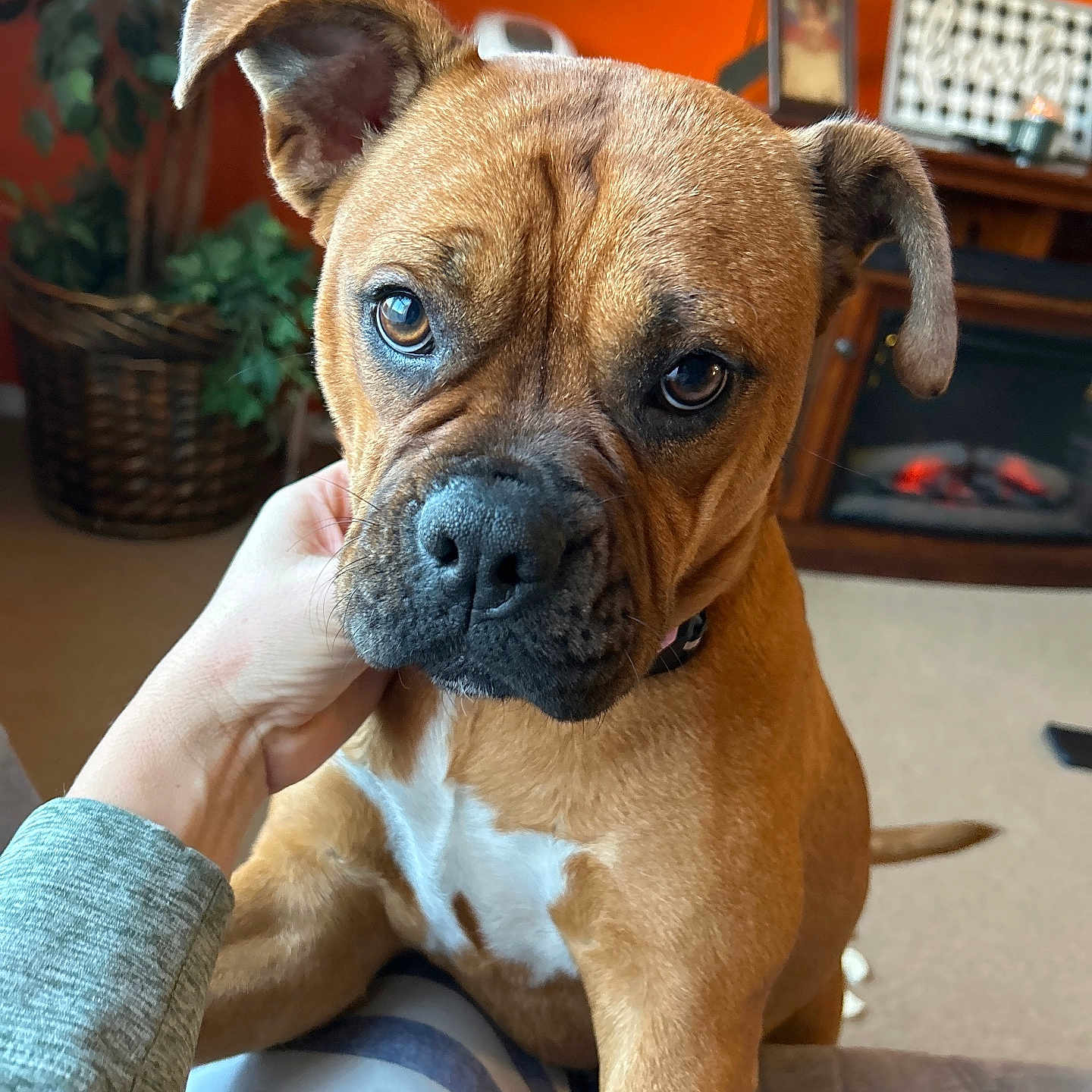 Nala joined the competition — help win amazing prizes! animal, brown_dog, canine, close_up, companion, cute, dog, domestic, ears, face, fireplace, friendly, furniture, indoor, living_room, orange_wall, person_hand, pet, plant, striped_pants