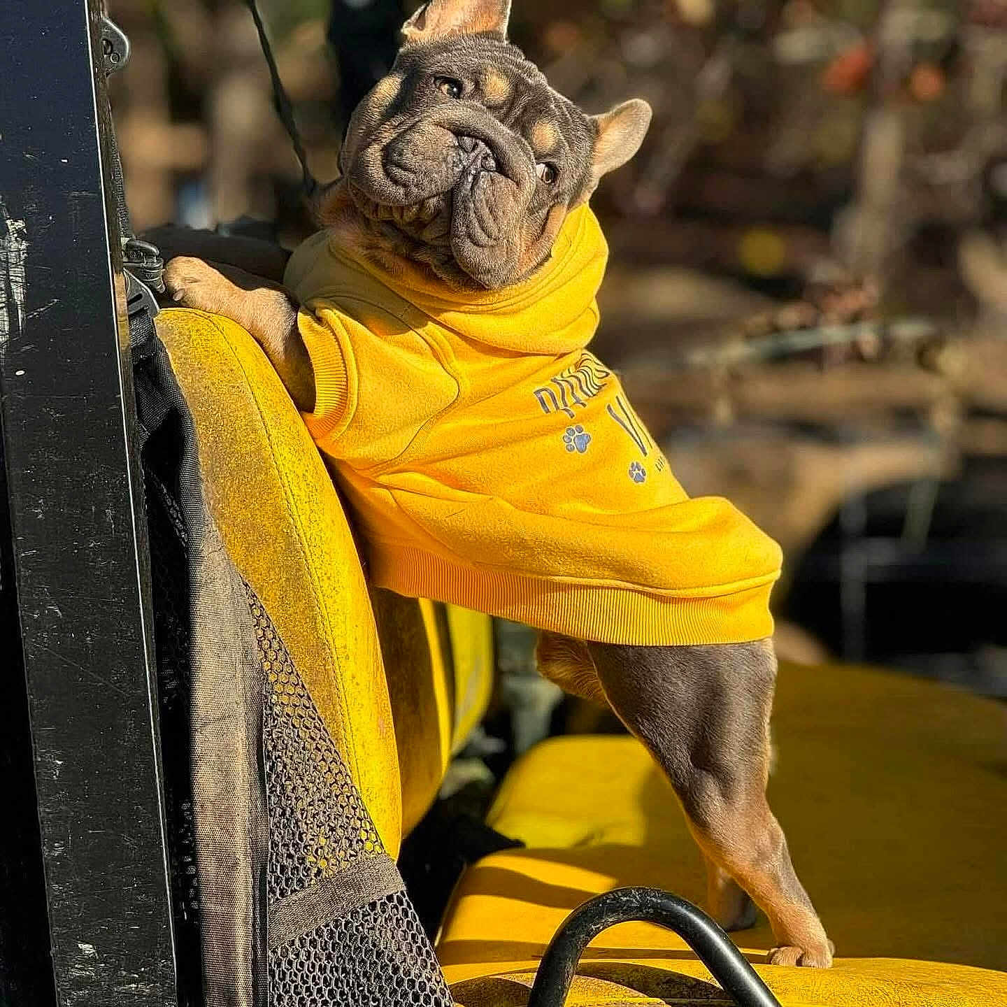 Tinder joined the competition — help win amazing prizes! animal, casual, closeup, curious, daylight, dog, french_bulldog, leash, mesh, metal_bar, outdoor, pet, pet_clothing, playful, portrait, seat, sunlight, wrinkles, yellow_hoodie, yellow_seat