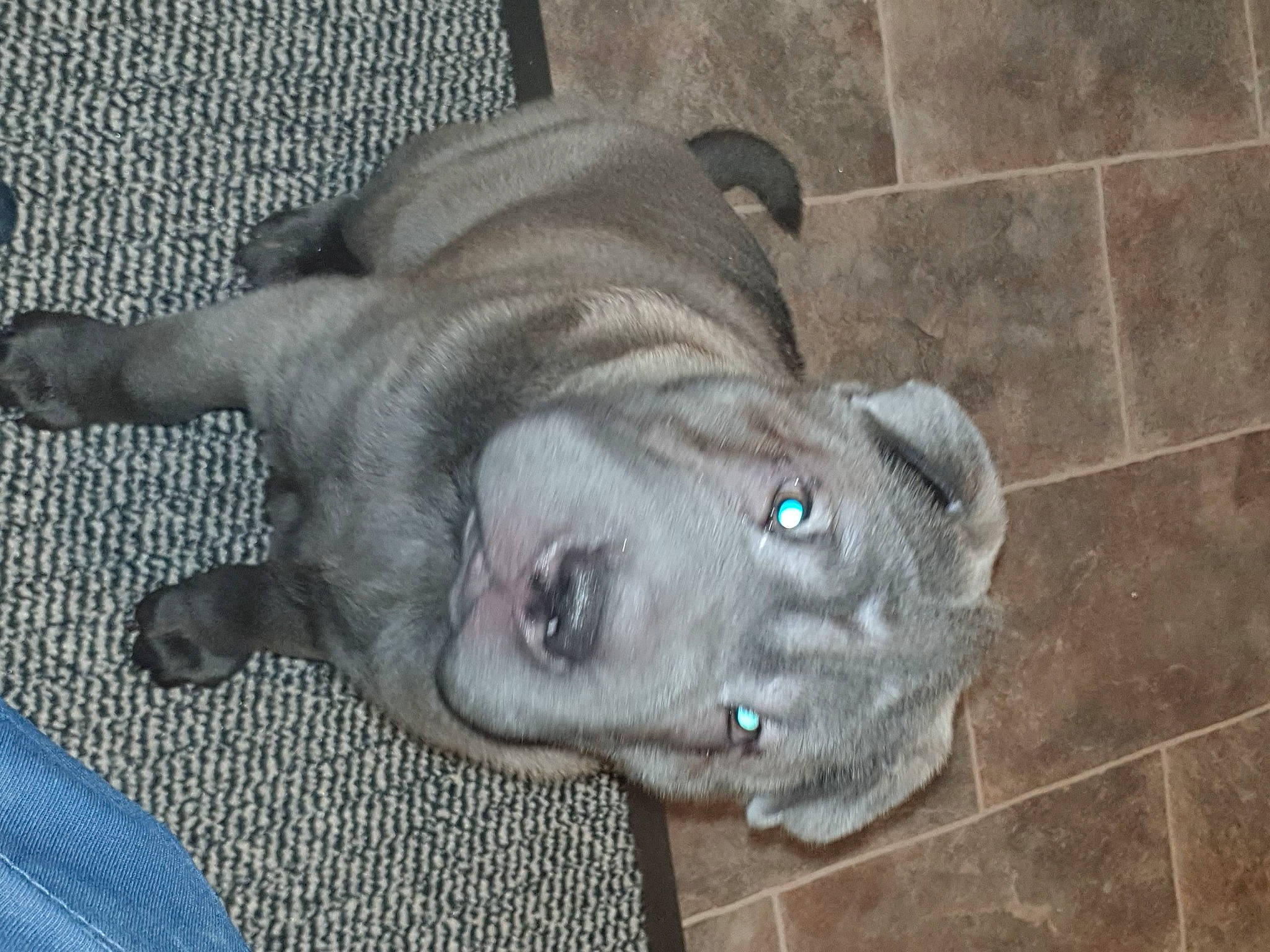 Rocky is registered to the contest to win money with this photo: canidae, carnivore, comfort, companion_dog, dog, dog_breed, dog_supply, fawn, flooring, fur, grey, liver, pet_supply, snout, sporting_group, tail, terrestrial_animal, whiskers, working_animal, wrinkle