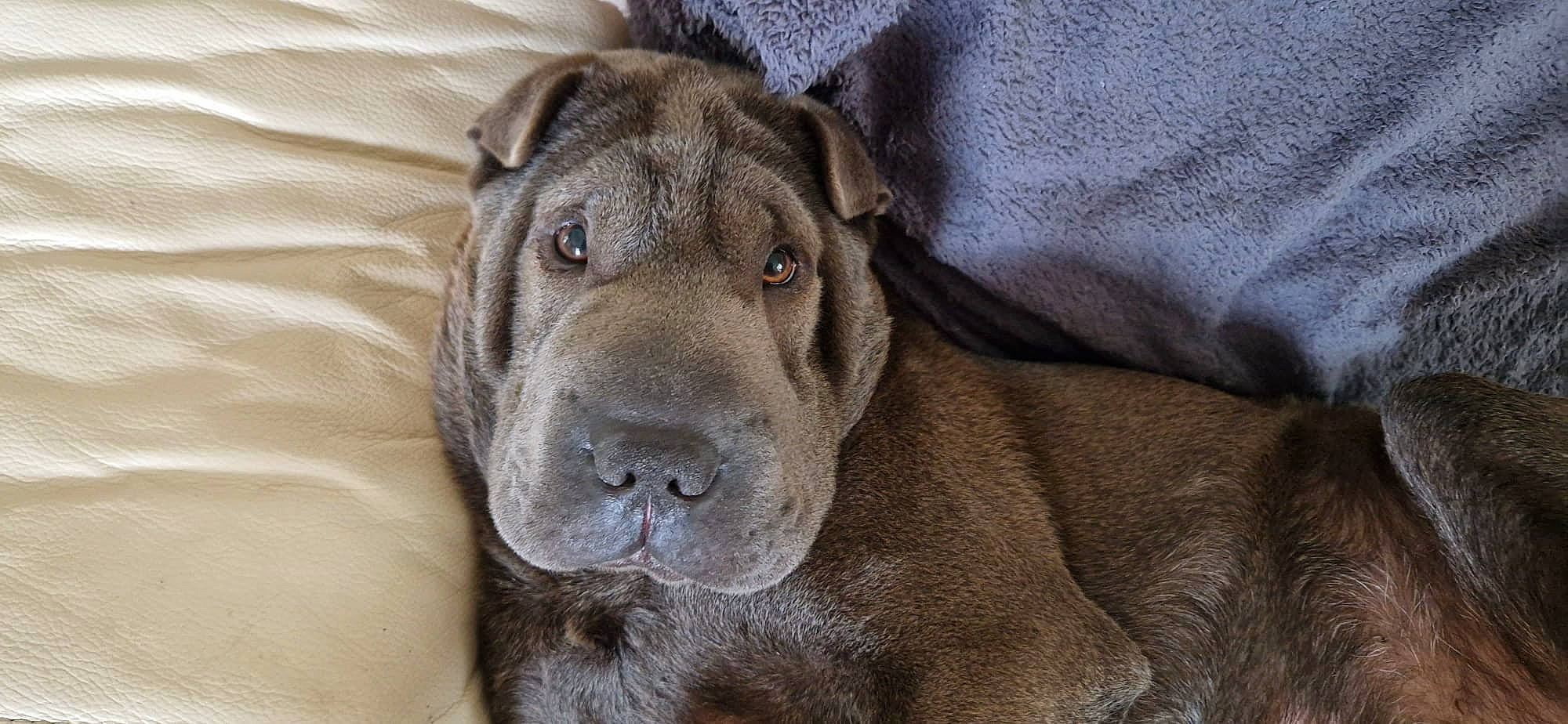 Rocky joined the competition — help win amazing prizes! ancient_dog_breeds, canidae, carnivore, comfort, companion_dog, dog, dog_breed, fawn, fur, giant_dog_breed, liver, natural_material, non_sporting_group, snout, sporting_group, terrestrial_animal, whiskers, working_animal, working_dog, wrinkle