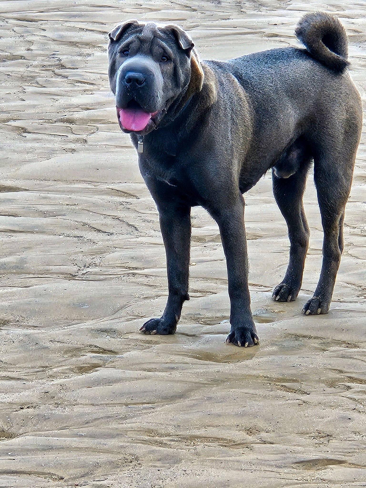 Rocky joined the competition — help win amazing prizes! canidae, carnivore, collar, companion_dog, dog, dog_breed, dog_collar, dog_supply, fawn, giant_dog_breed, guard_dog, leash, molosser, snout, sporting_group, tail, terrestrial_animal, water, working_animal, working_dog