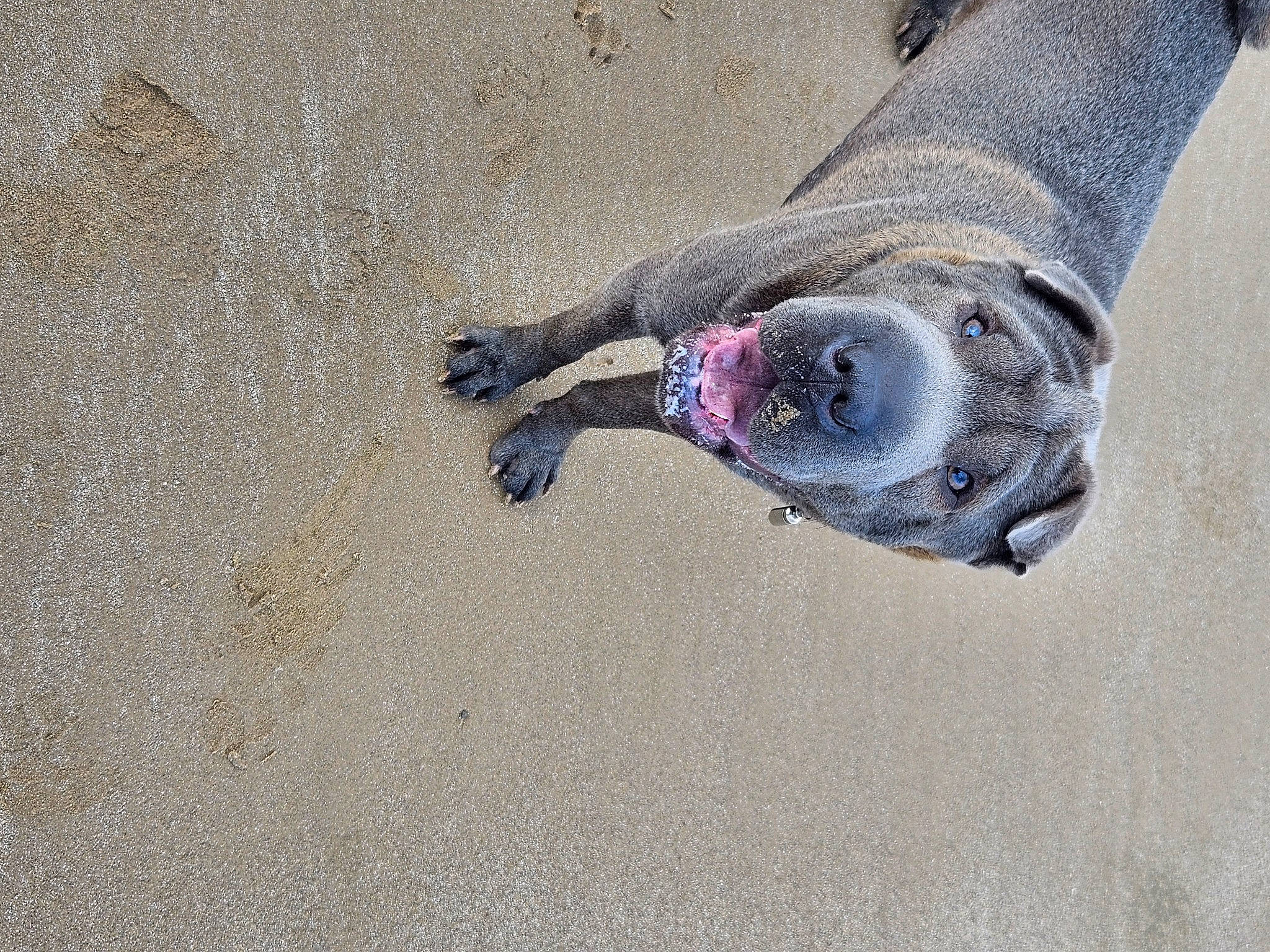 Rocky is registered to the contest to win money with this photo: asphalt, automotive_tire, beach, concrete, electric_blue, foot, grey, landscape, road_surface, sand, shadow, snout, soil, sporting_group, terrestrial_animal