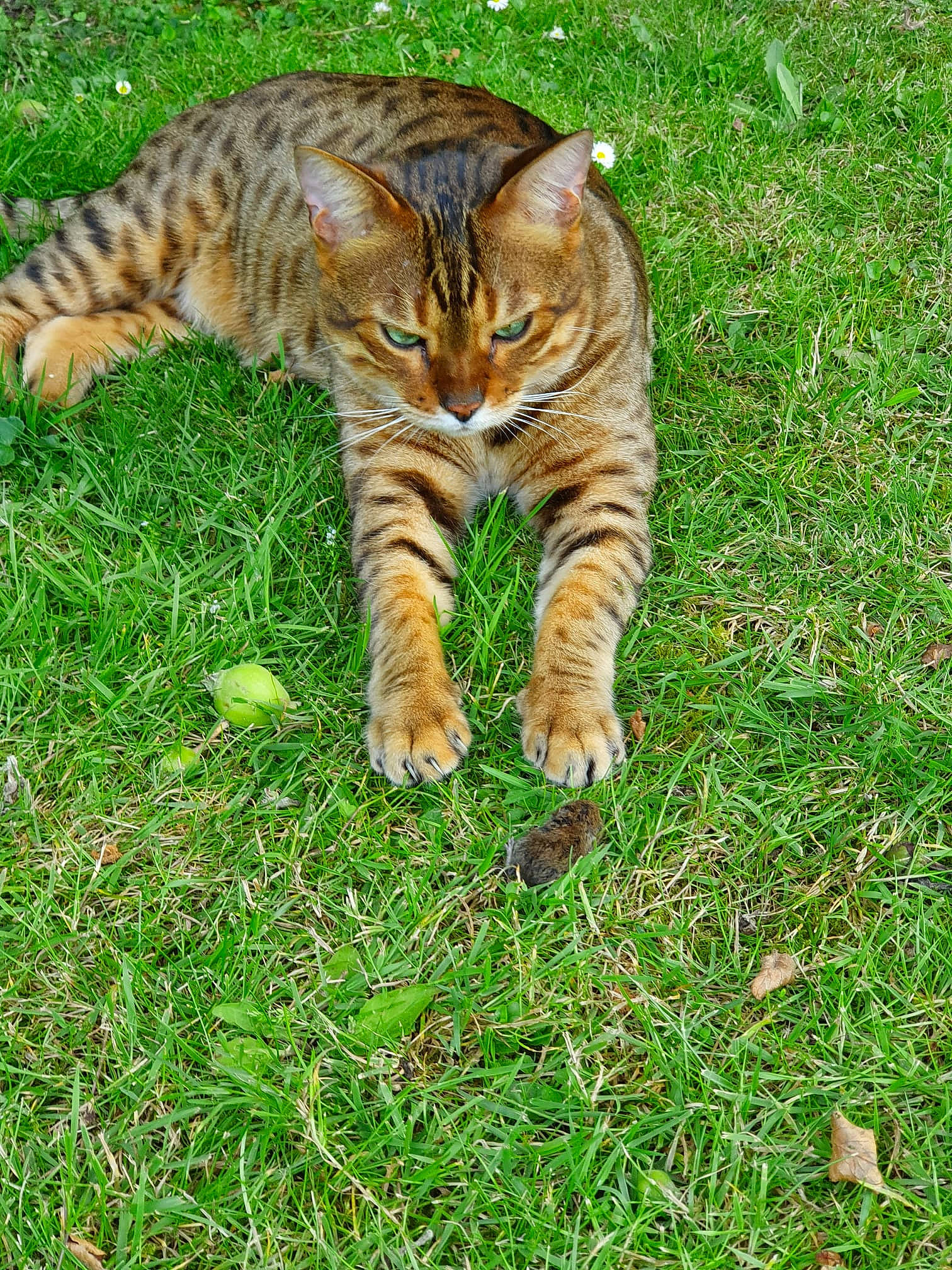 Tico joined the competition — help win amazing prizes! carnivore, cat, domestic_short_haired_cat, fawn, felidae, fur, grass, grass_family, grassland, groundcover, lawn, paw, plant, small_to_medium_sized_cats, snout, tail, terrestrial_animal, whiskers, wildlife