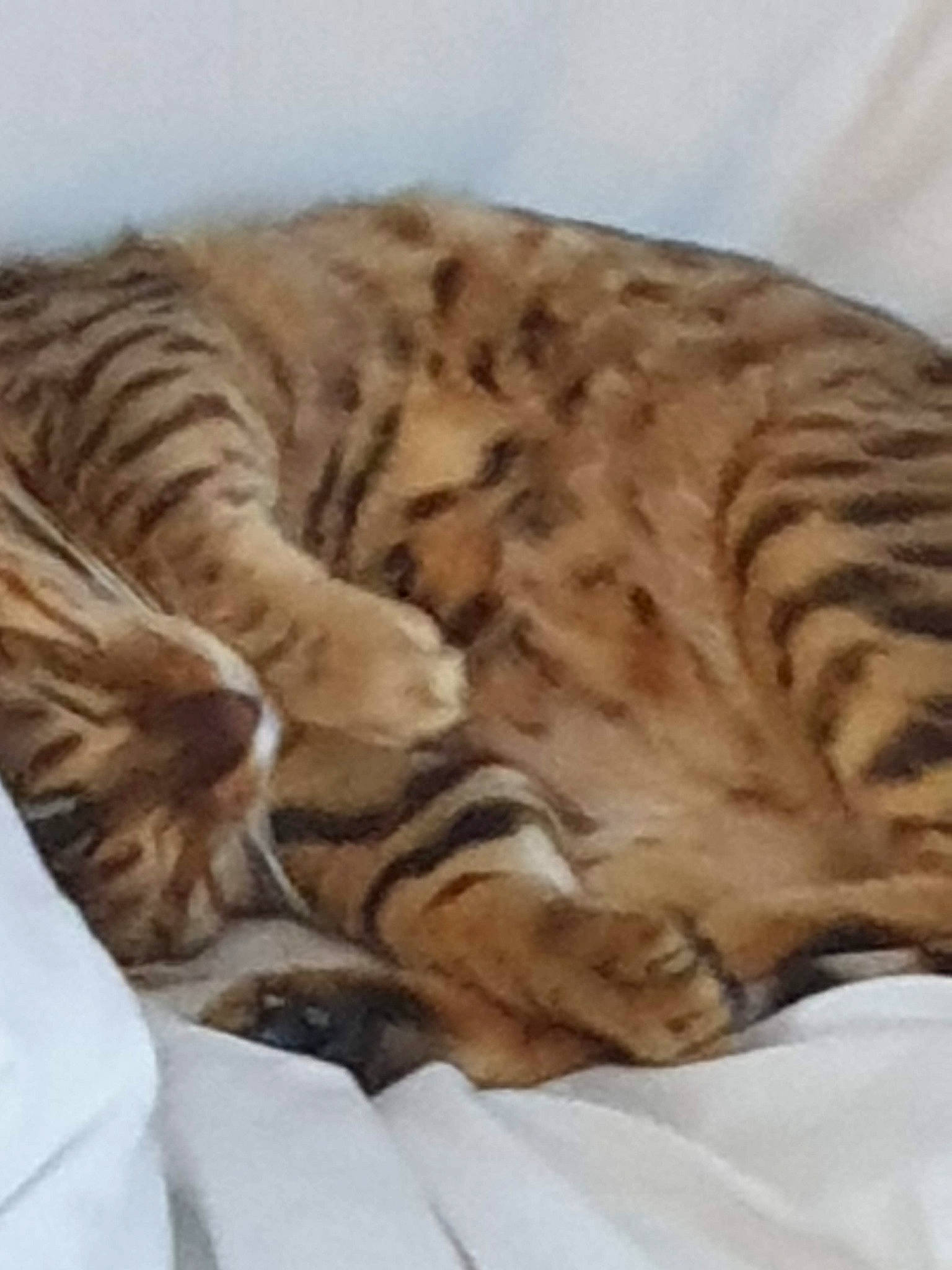Tico joined the competition — help win amazing prizes! bengal_tiger, big_cats, carnivore, comfort, fawn, felidae, fur, linens, mammal, nap, paw, siberian_tiger, sleep, small_to_medium_sized_cats, snout, tail, terrestrial_animal, tiger, whiskers, wildlife
