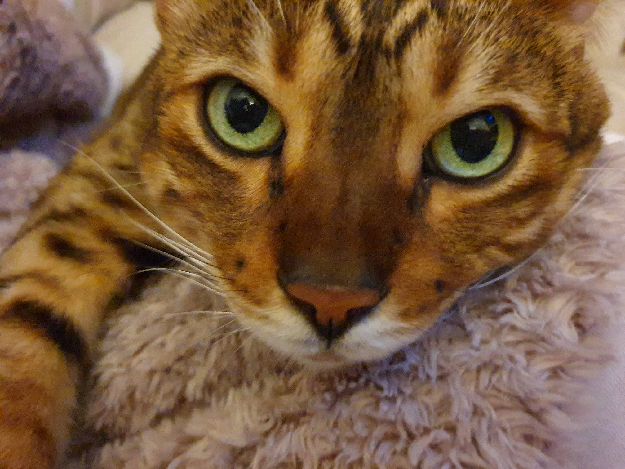 Tico is registered to the contest to win money with this photo: big_cats, carnivore, cat, close_up, domestic_short_haired_cat, eye, fawn, felidae, fur, head, leopard, ocelot, organism, small_to_medium_sized_cats, snout, terrestrial_animal, whiskers, wildlife