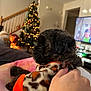 Daisy joined the competition — help win amazing prizes! puppy, dog, hand, blanket, leopard_print, fleece_jacket, indoor, christmas_tree, bokeh, lights, television, couch, staircase, home, cozy, black_puppy, pet, warm, decor, holding