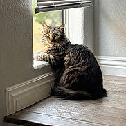 Tiger is registered to the contest to win money with this photo: cat, tabby, windowsill, window, indoor, pet, feline, curious, green_eyes, wood_floor, blinds, natural_light, fur, sitting, looking, shadow, relaxed, domestic, animal, house