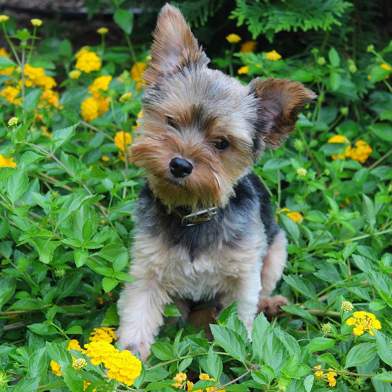 Bandit is registered to the contest to win money with this photo: