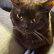 Chato joined the competition — help win amazing prizes! cat, black_cat, close_up, amber_eyes, whiskers, ears, feline, pet, animal, portrait, indoor, soft_surface, dramatic_lighting, warm_light, backlighting, dark_fur, staring, resting, photography, cute